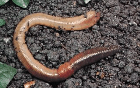 capture_2016-12-01-10-29-09